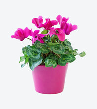 Load image into Gallery viewer, Affiliate Link Product